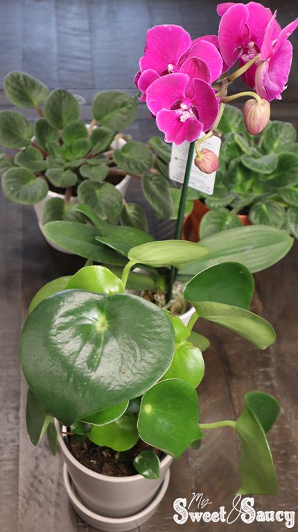 raindrop peperomia indoor plants
