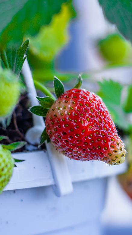 ripe strawberry in hanging basket