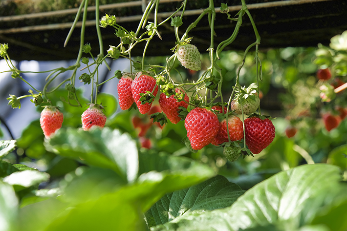 strawberries hanging