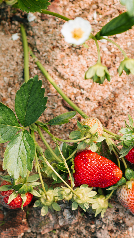 strawberry plants growing in soil