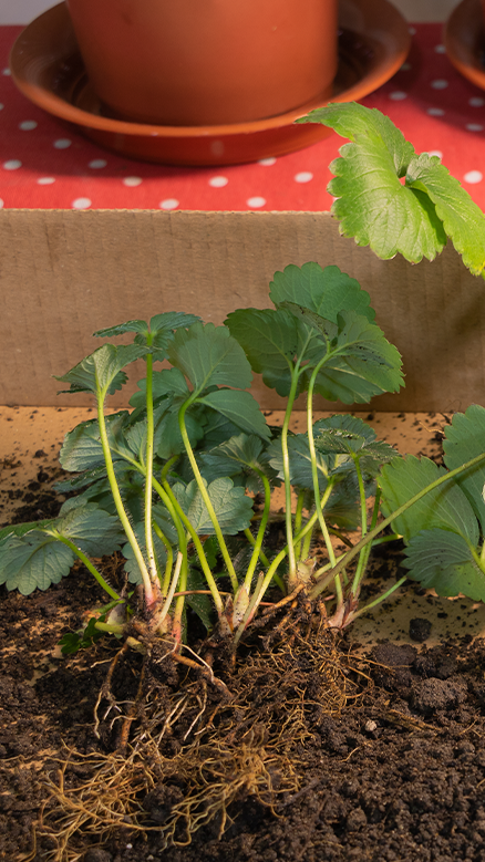 strawberry plants ready for potting