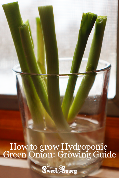 How to grow Hydroponic Green Onion- Growing Guide Pinterest