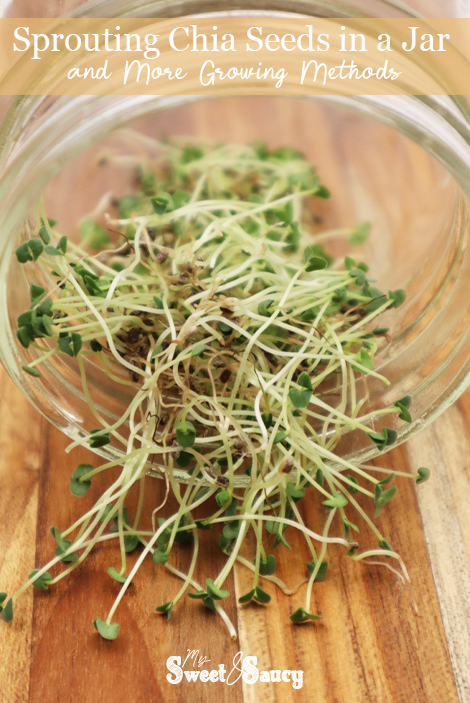 Sprouting Chia Seeds in a Jar and More Growing Methods pinterest