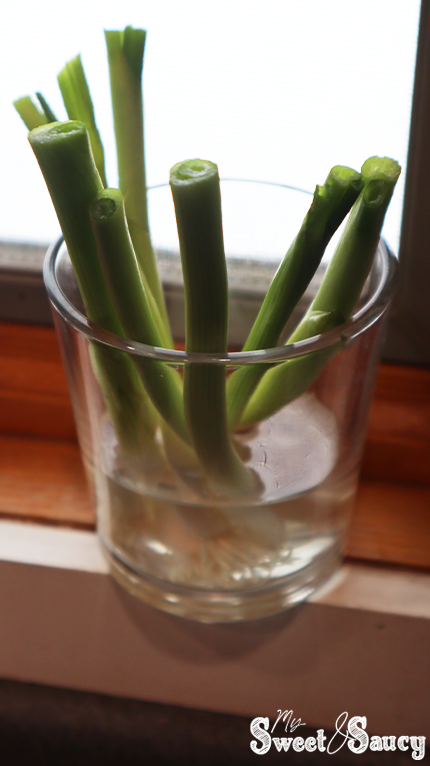 bottoms of green onions