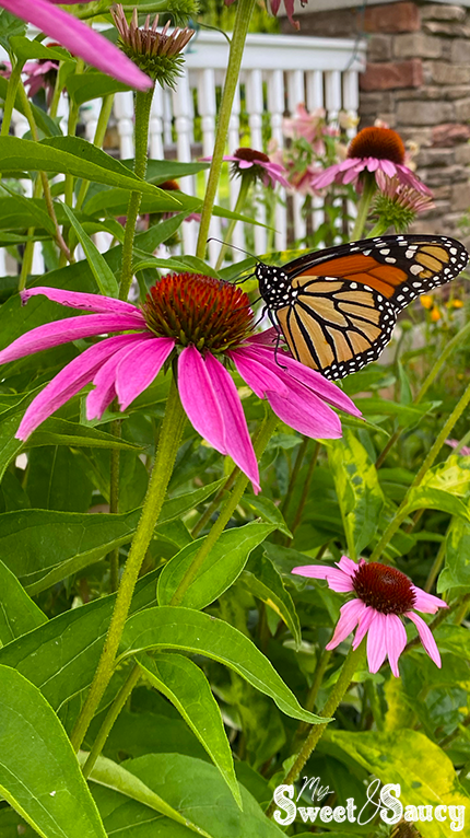 coneflower with butterfly