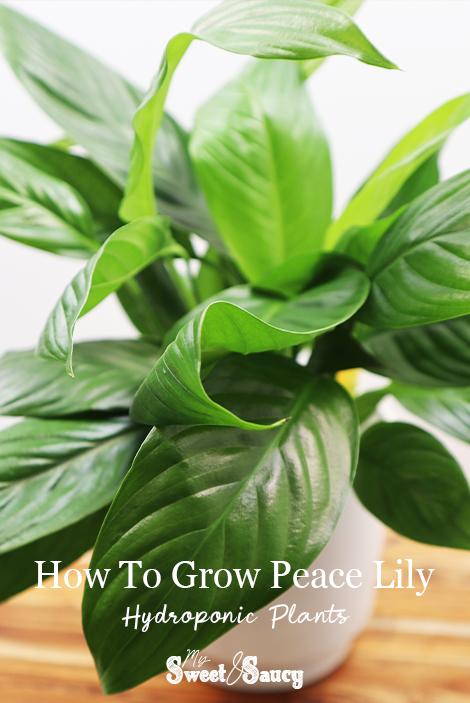 how to grow peace lily in water pinterest