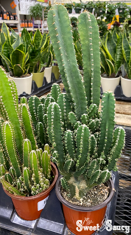mini cacti succulent