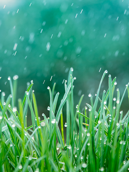 rain on the grass