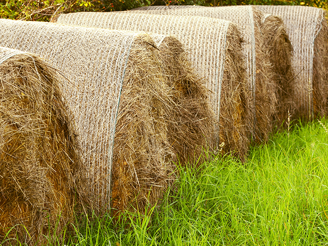 round bales of straw with green grass
