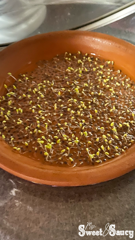 sprouting chia seeds in a dish