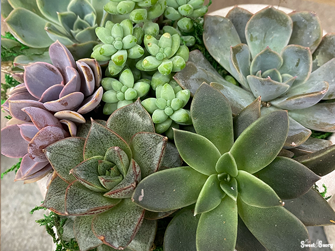 how to save overwatered succulents cover