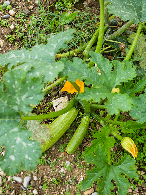 zucchini growing
