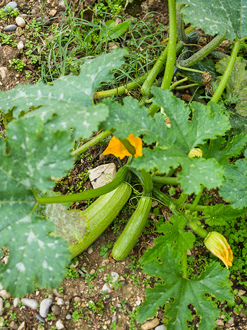 Will Zucchini Climb a Trellis: How to Grow Vertically - My Sweet and Saucy