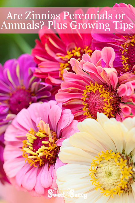 Are Zinnias Perennials or Annuals_ Plus Growing Tips pinterest pin