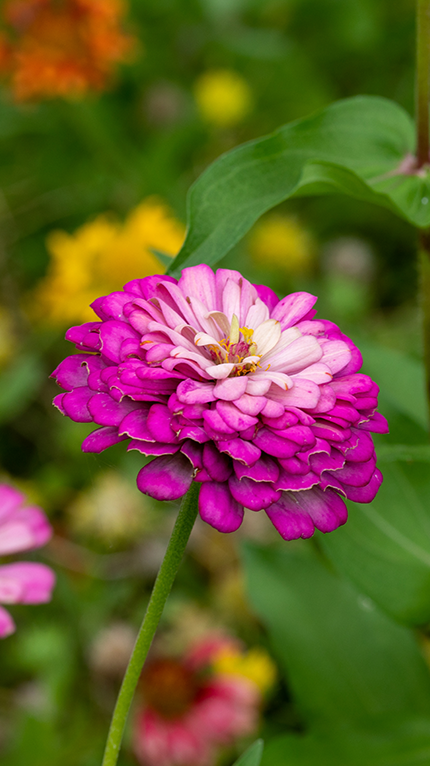 pink and white zinnia flowers