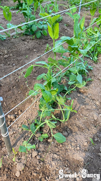 pea plants with a pole and string