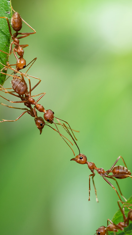 ants with green background