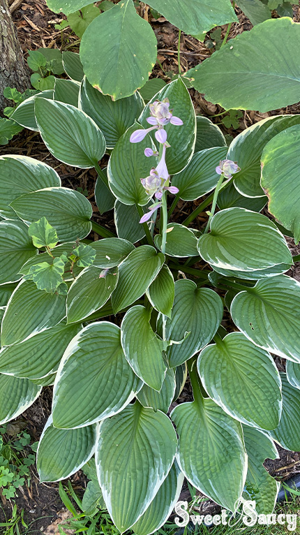 flowering hosta