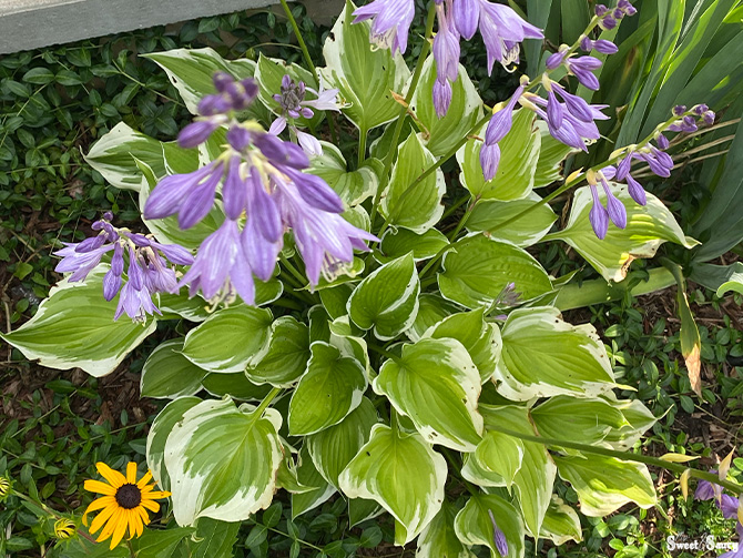 flowering hostas