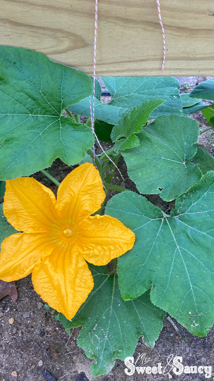 flowering pumpkin plant