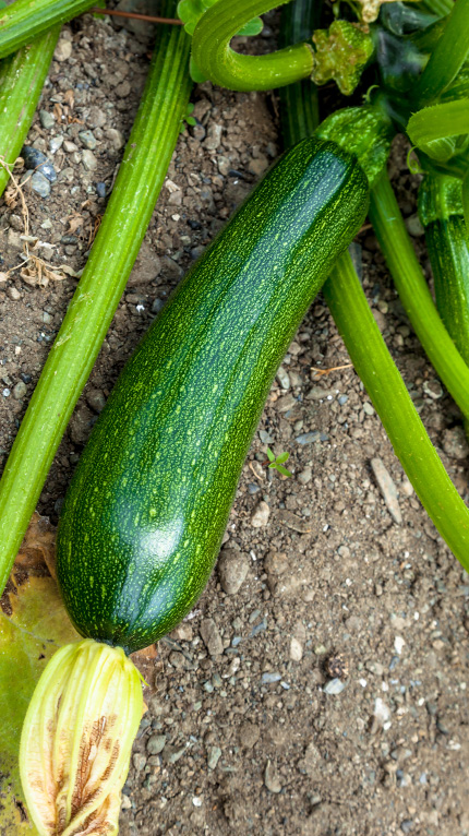green zucchini with flower
