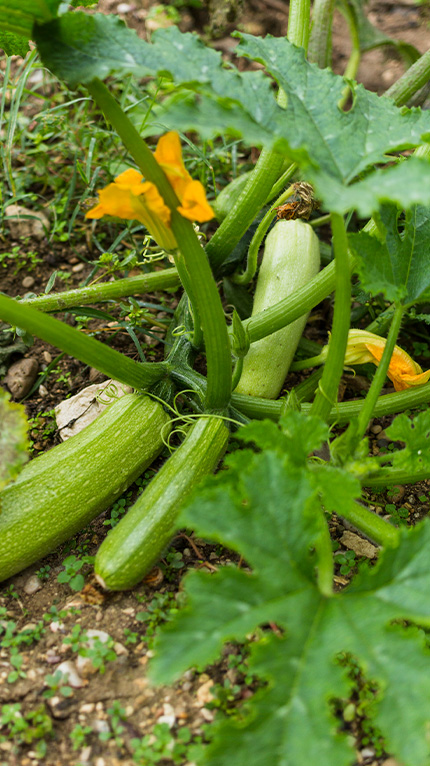 light green zucchini on the plant