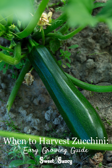 when to harvest zucchini Pinterest image