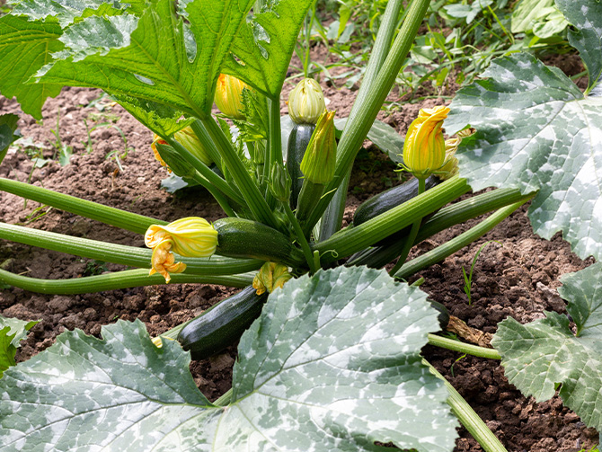 zucchini growing on the plant