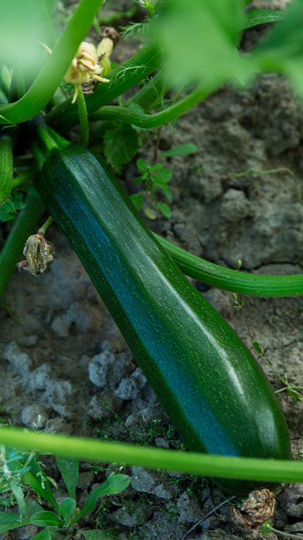 zucchini ready for picking
